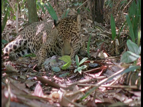 镜头缩小，美洲虎在南美洲的森林里吃鱼视频下载