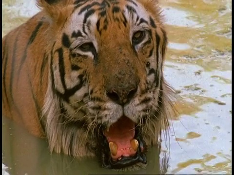 印度班德哈瓦国家公园，印度皇家孟加拉虎Panthera tigris躺在水坑里视频素材