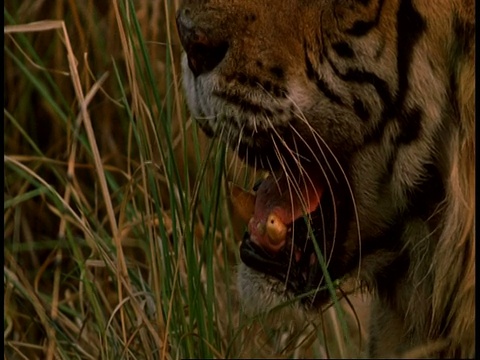 印度班德哈瓦国家公园，孟加拉皇家老虎Panthera tigris躺在丛林草丛中视频素材