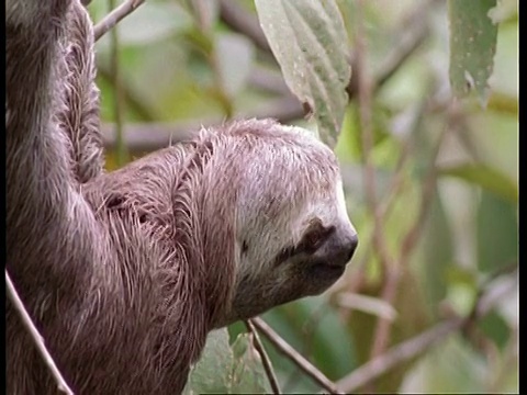 CU三趾树懒慢慢地四处张望，南美洲视频素材