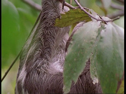 三趾树懒在树中缓慢移动，南美洲视频素材