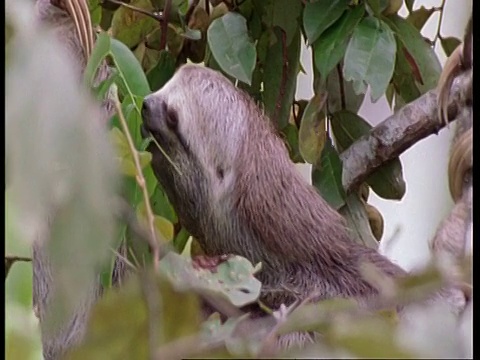 三趾树懒在吃树叶，南美洲视频素材