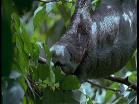 三趾树懒在寻找树叶，南美洲视频素材