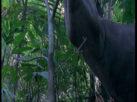 低角度，貘在南美洲的树上觅食视频素材