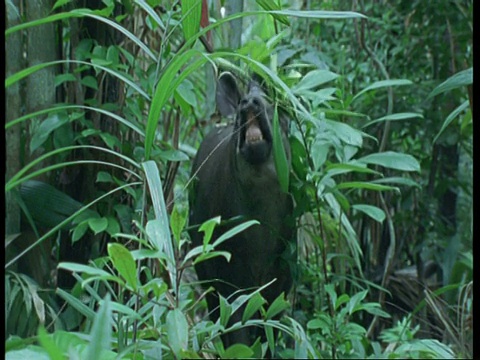 南美貘在丛林中行走觅食视频素材