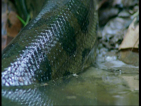 南美，水里的蟒蛇视频素材