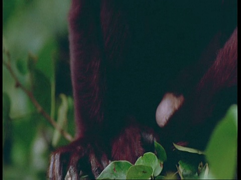 向上倾斜，红吼猴在树上，南美洲视频素材