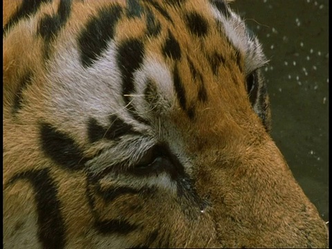 皇家孟加拉虎，Panthera tigris tigris，眼睛，班德哈瓦加国家公园，印度视频素材