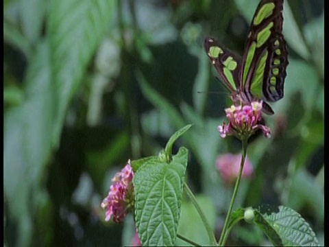 大型绿黑相间的蝴蝶，以花为食，产自南美洲视频素材