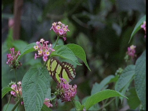 大型绿黑相间的蝴蝶以花为食，飞离南美洲视频素材