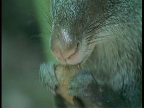 BCU黑刺鼠，白刺鼠，啃坚果，亚马逊，南美视频素材