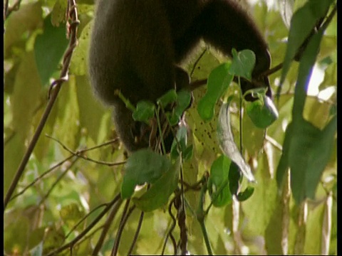 MCU毛猴倒挂喂食，南美洲视频素材