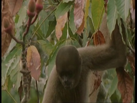 倾斜下来，羊毛猴挂在树上，吃水果，南美洲视频素材