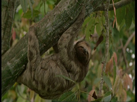 南美洲，树懒和幼仔吊在树上视频素材