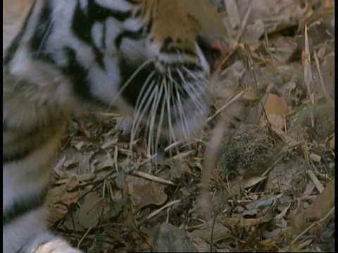 印度班德哈瓦加国家公园，皇家孟加拉虎，Panthera tigris tigris，外套，盘到头视频素材