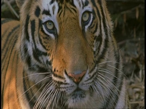 印度班德哈瓦加国家公园，皇家孟加拉虎，Panthera tigris tigris，外套，盘到头视频素材