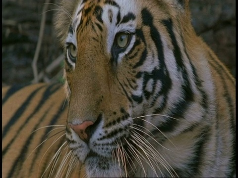 印度班德哈瓦加国家公园，印度皇家孟加拉虎，Panthera tigris tigris视频素材