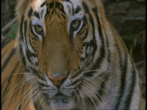 印度班德哈瓦加国家公园，印度皇家孟加拉虎，Panthera tigris tigris看着镜头视频素材