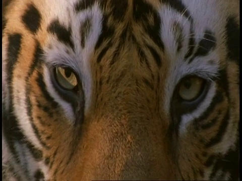 印度班德哈瓦加国家公园，皇家孟加拉虎，Panthera tigris tigris，眼睛盯着相机视频素材