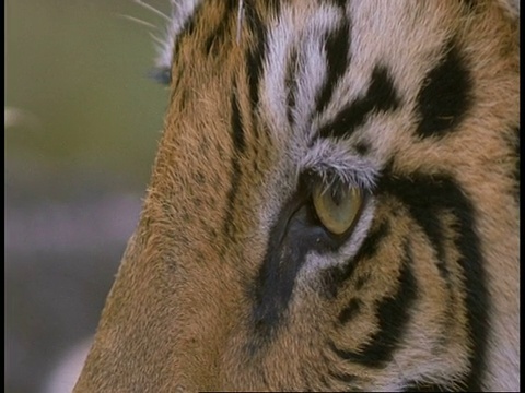 印度班德哈瓦加国家公园，皇家孟加拉虎，Panthera tigris tigris脸视频素材