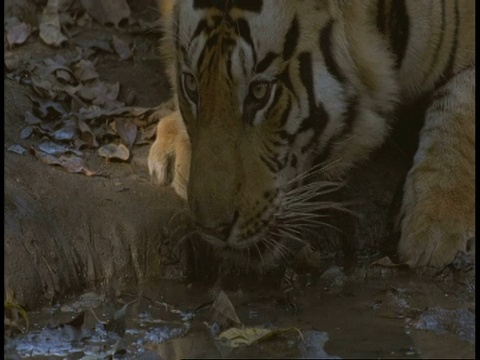印度班德哈瓦格国家公园，皇家孟加拉虎(Panthera tigris tigris)饮水视频素材