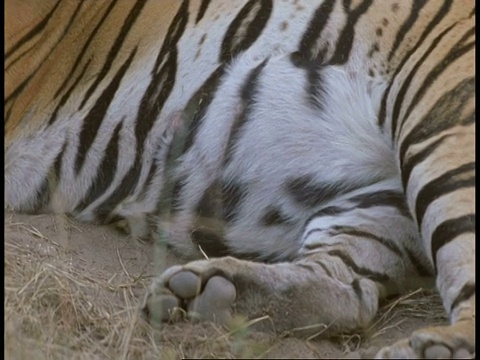 从皇家孟加拉虎(Panthera tigris tigris)的身体向上倾斜到印度班德哈瓦加国家公园(Bandhavgarh National Park)视频下载
