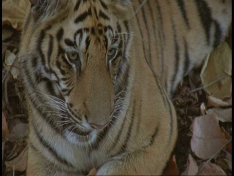 印度班德哈瓦国家公园，印度皇家孟加拉虎Panthera tigris趴在丛林里视频素材