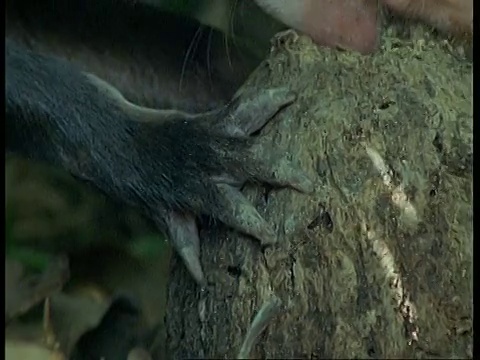 刺豚鼠的爪子捧着巴西坚果，翘起嘴咬坚果，南美视频素材