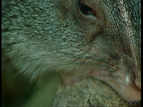 BCU刺豚鼠咬巴西坚果，南美视频素材