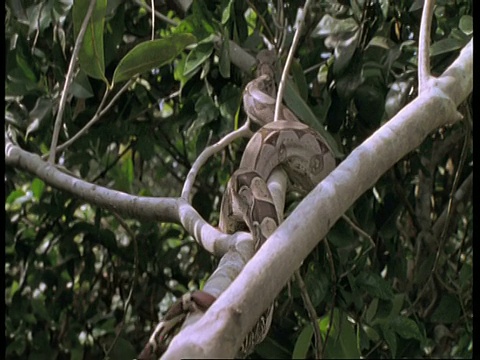 南美亚马逊，巨蟒滑过树枝，远离相机视频素材