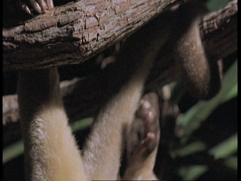 CU向上倾斜，从头到尾的蜜熊倒挂形成分支，以喂亚马逊视频素材