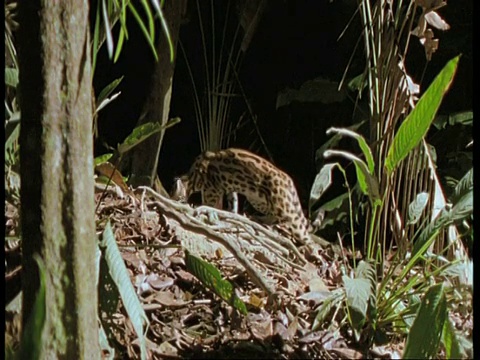 玛格在南美洲的森林里狩猎和捕捉蝙蝠视频下载
