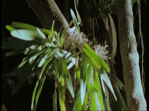 潘女士右，玛格从树枝上爬下来，南美洲视频下载