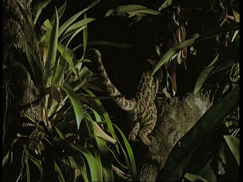 高速- MCU玛姬从一棵树跳到另一棵树，南美视频下载