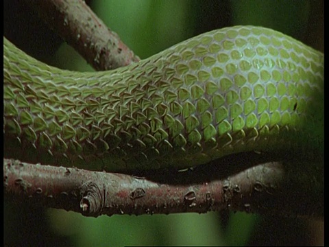绿色矛头蛇的鳞片在树上移动，南美洲视频素材