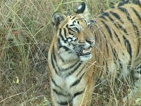 印度，皇家孟加拉虎，Panthera tigris tigris，草丛中视频素材