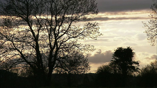 傍晚时分，北爱尔兰天空中树木的剪影视频下载