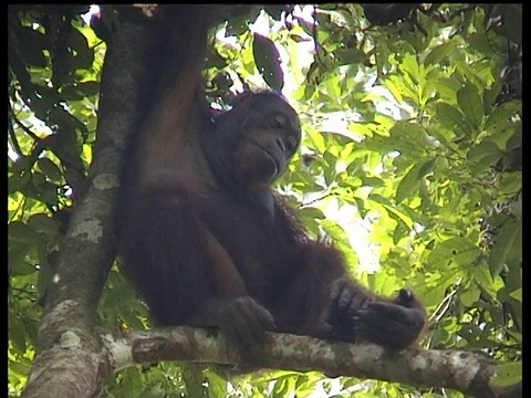 猩猩坐在树上，kinabapalm River, Sukau，马来西亚视频下载