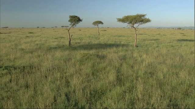 非洲肯尼亚，草原上空朝向金合欢树的空中航迹(带有热气球音频)视频下载