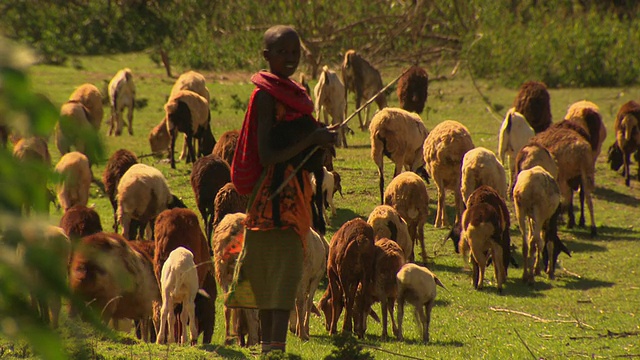 马赛或桑布鲁马赛女孩放牧山羊。年轻的狗被甩在女孩的背上视频素材