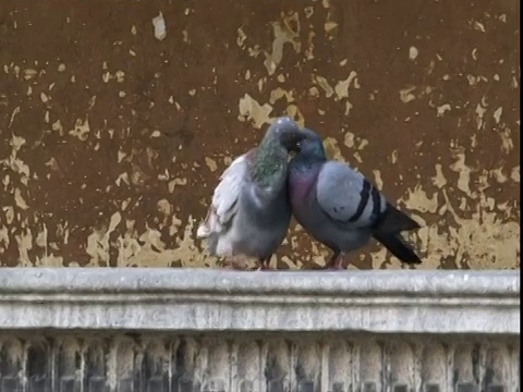 意大利帕多瓦，鸽子(Columba livia)相互碰撞，似乎在窗台上接吻(声音可用)视频素材
