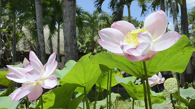 在印度尼西亚巴厘岛的乌布莲花池中，荷花与莲子和莲芽的合影视频下载