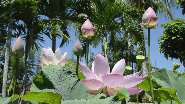 在印度尼西亚巴厘岛的乌布莲花池中，荷花与莲子和莲芽的合影视频下载