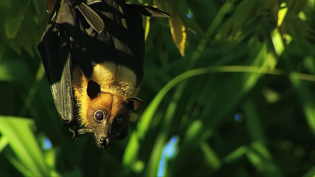 蒙面狐蝠(吸血鬼狐蝠)或果蝠在树上的绿叶，然后飞走/南非视频下载
