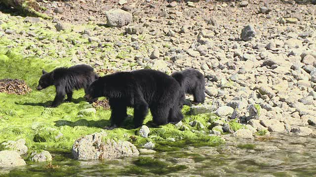 在加拿大不列颠哥伦比亚省的托菲诺海滩上，三只雌性黑熊和幼崽在退潮时进食视频下载