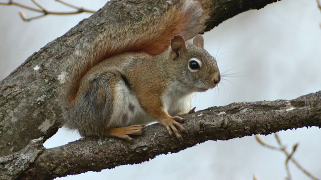 红松鼠在树枝上休息和抓挠的CU镜头/ Tweed，安大略省，加拿大视频素材
