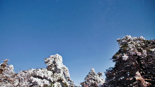韩国济州岛Halla国家公园(Jeju Mountain Halla National Park / Jeju, Jeju, South Korea)，白雪覆盖了鲜花和树木视频下载
