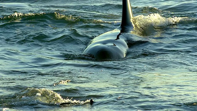 在阿根廷巴塔哥尼亚海滩，MS SLO MO海豹逃离虎鲸视频下载