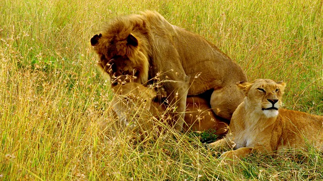 肯尼亚马赛马拉，一只雄狮试图与两只雌狮交配视频下载