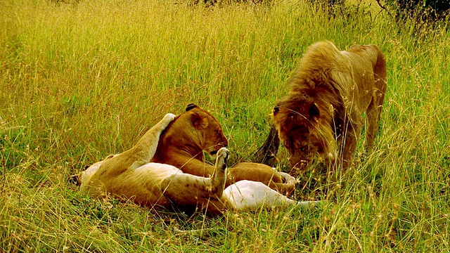 肯尼亚马赛马拉，一只雄狮站在两头躺在草丛中的母狮旁边视频下载